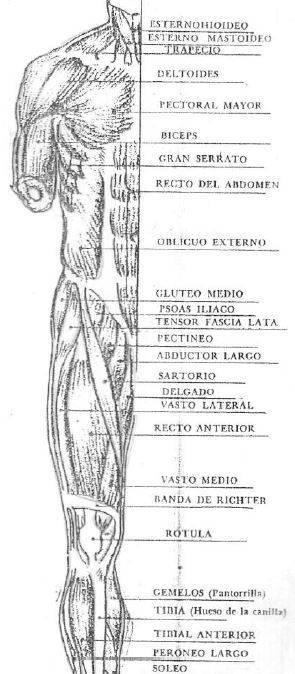 musculos-frente-a-la-figura-2