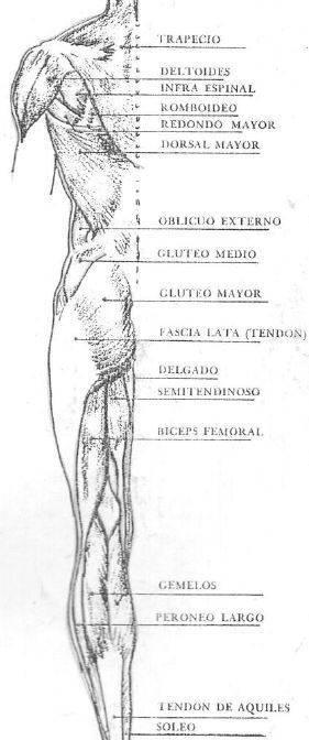 musculos-de-espalda-a-la-figura-2