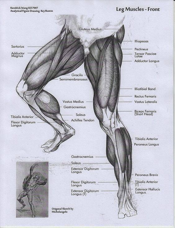 musculos-de-las-piernas