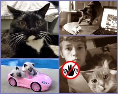 por que se pierden los gatos