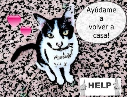 por que no esta el gato en casa