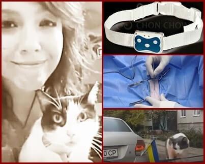 que hacer para evitar perder de nuevo a mi gato