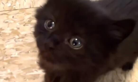 como buscar a mi gato