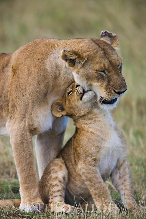 Mi hijo se convertirá en hermano mayor y yo en mamá de dos niños