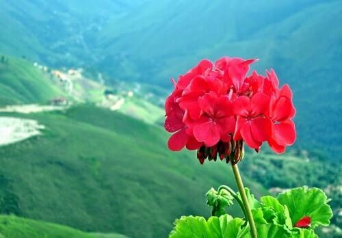 como viajar sin dinero