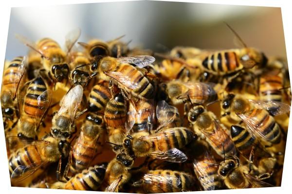 Cómo hacen la miel las abejas
