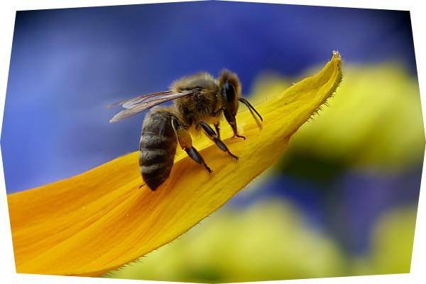 Propiedades de la miel de abeja