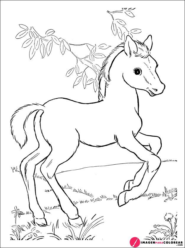 Caballo Dibujos Animados