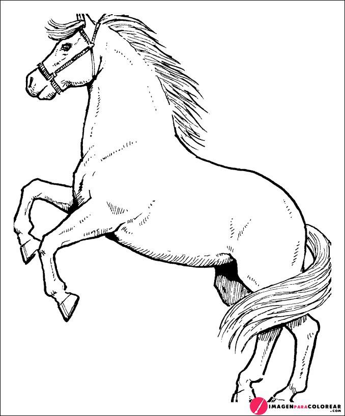 Dibujo Caballo