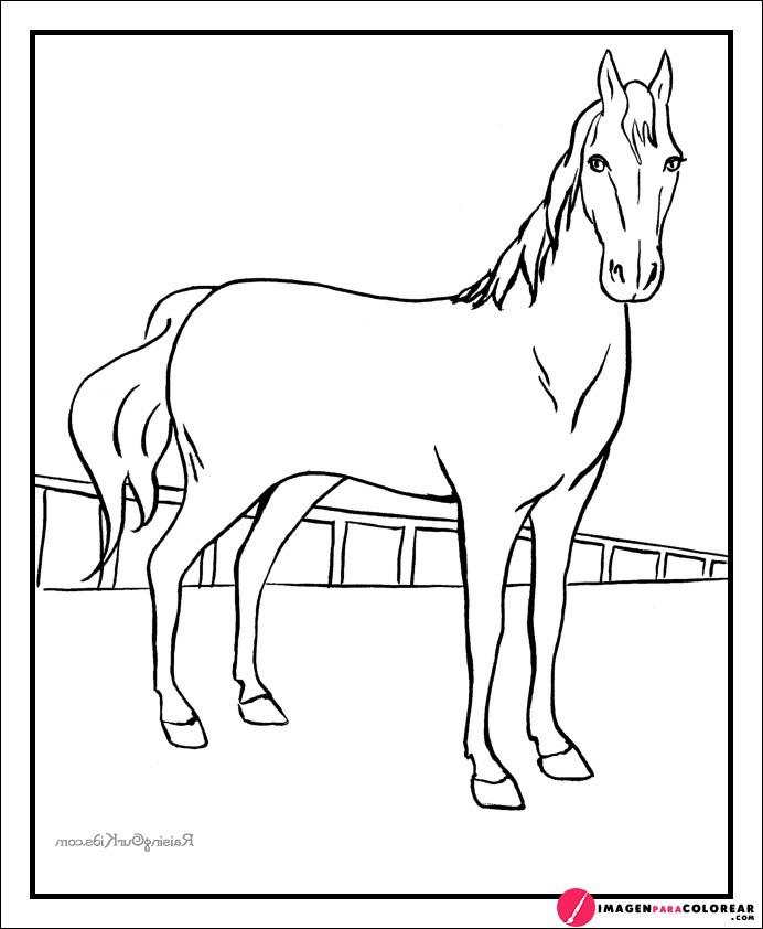 Caballo Para Dibujar