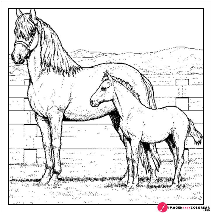 Dibujos A Lapiz De Caballos