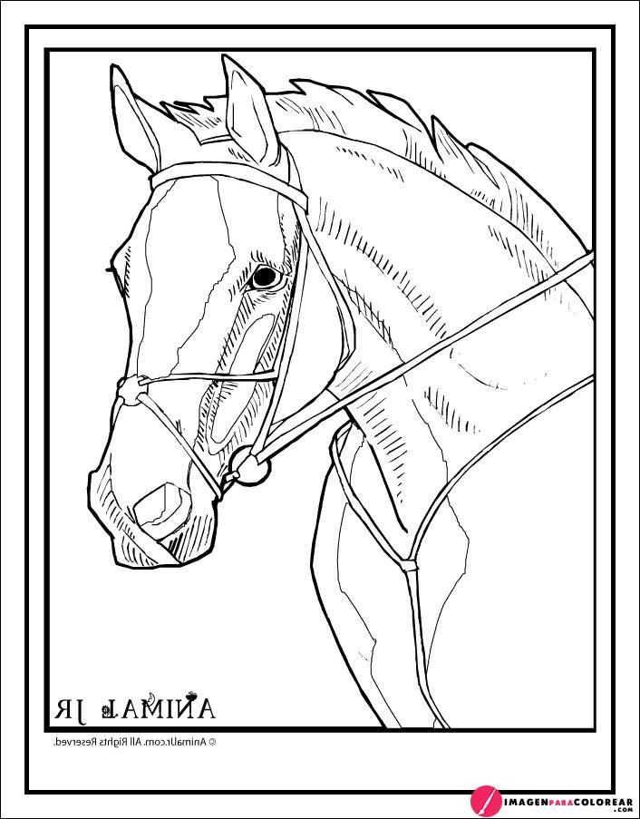 Dibujos Animados Caballos