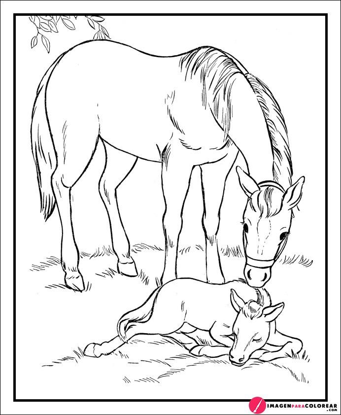 Fotos De Caballos Para Dibujar