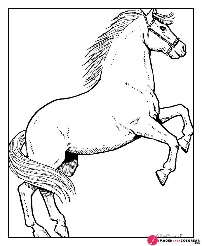 Imagenes De Caballos Para Dibujar