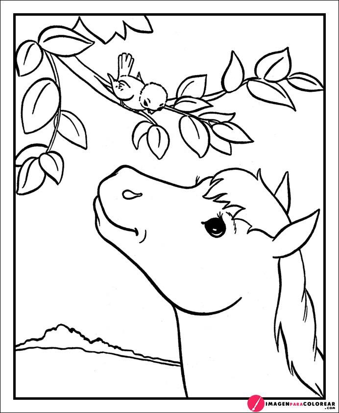 Imagenes De Caballos