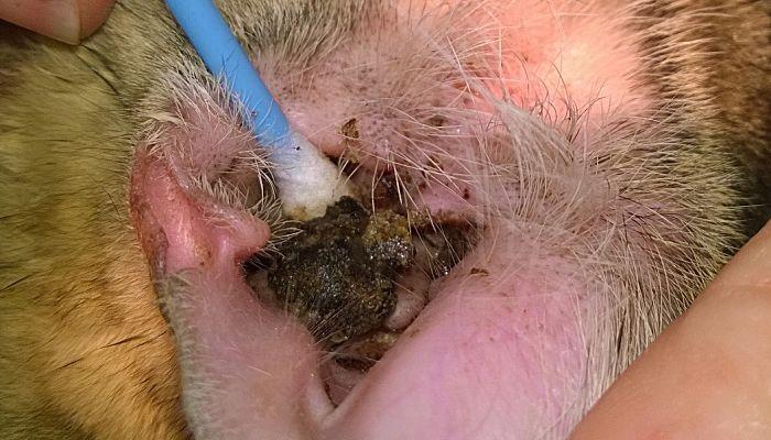 los ácaros causantes del dolor de oído en gatos