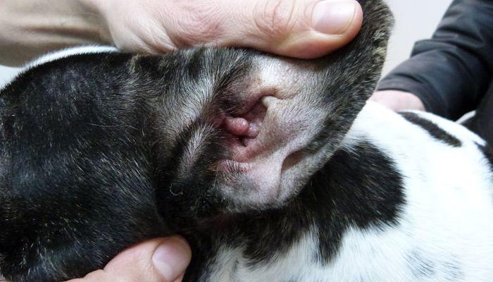 revisa constantemente a tu mascota