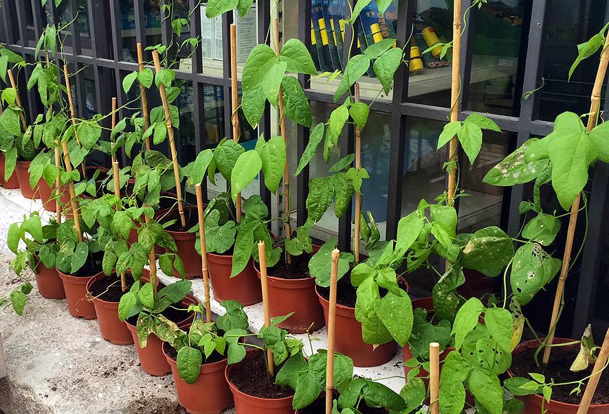 huerto vertical enrejado Portal Jardín
