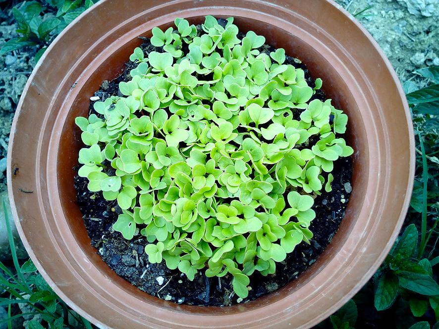 un huerto pequeño Portal Jardín