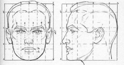proporciones de la cabeza de un hombre
