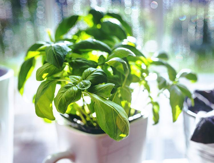 taller de huerto urbano regalos para foodies