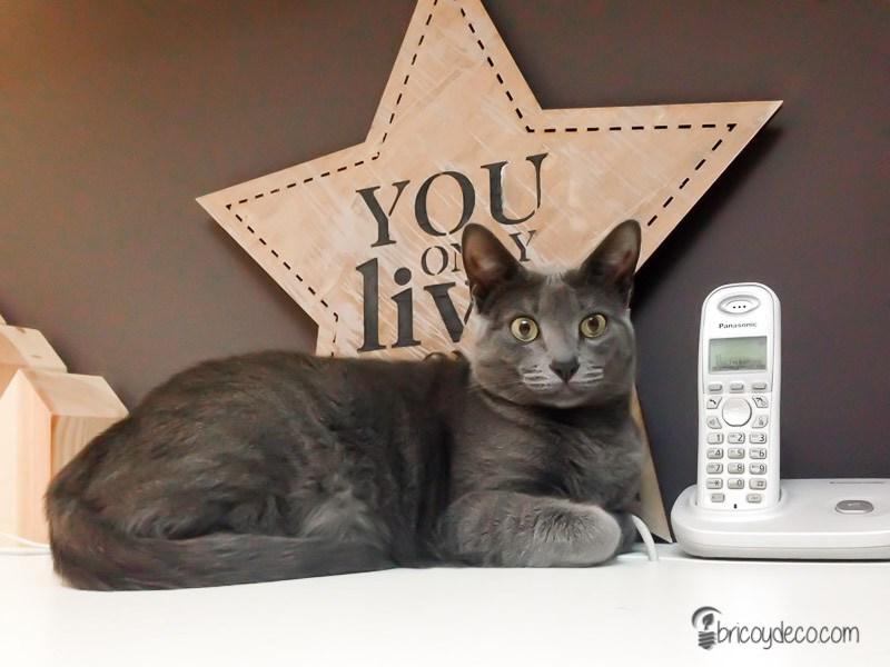 gata a juego con la decoración