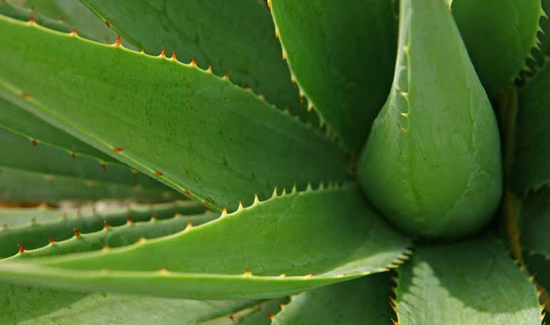 Aloe vera para la psoriasis
