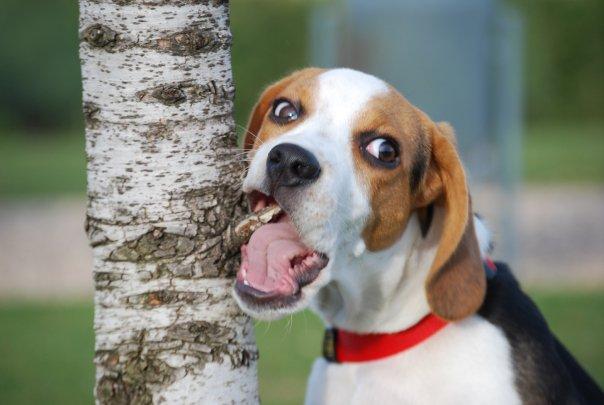 16871_104368726248289_2738883_n