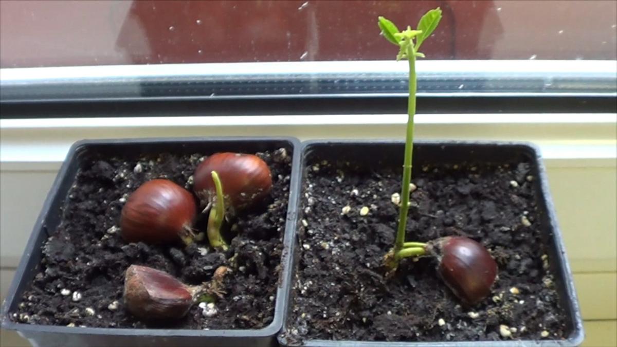 Como Germinar Una Semilla De Mango Como Germinar Una Castaña | Plantas