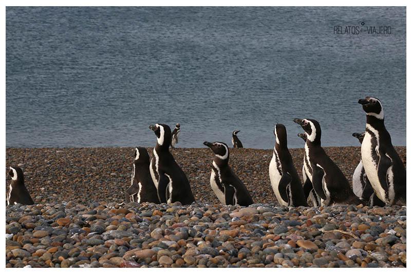 El Pedral Pinguinera Patagonia