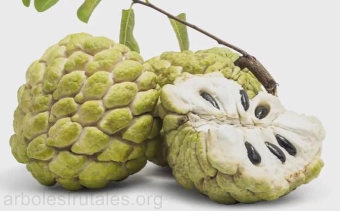 chirimoyo-todo-lo-que-debes_saber