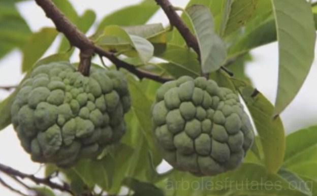 chirimoyo-todo-lo-que_debes-saber