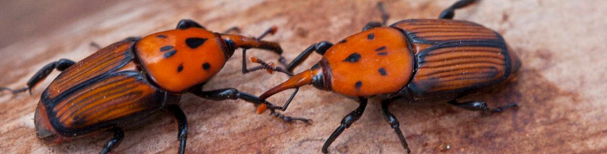 Endoterapia tratamiento Picudo Rojo