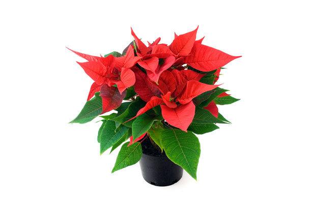 poinsettia_maceta