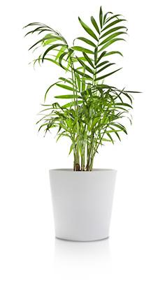 consejos-chamaedorea-big