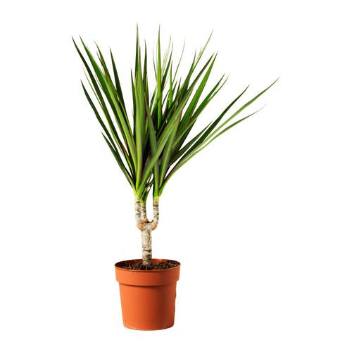 dracaena-marginata-planta__0112750_pe264649_s4