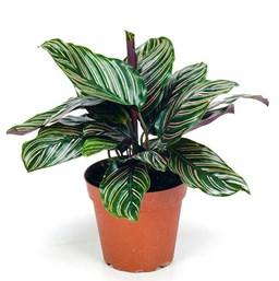 calathea-ornata-costa-farms-houseplant