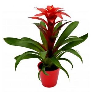 bromelia-45-cm-guzmania.jpg