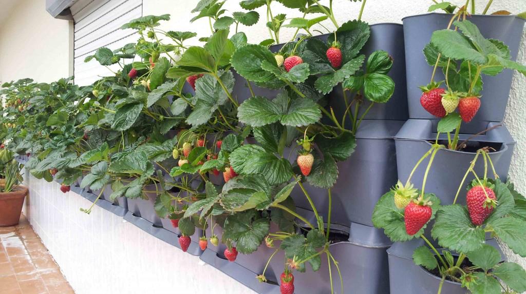 Cultivando fresas en vertical