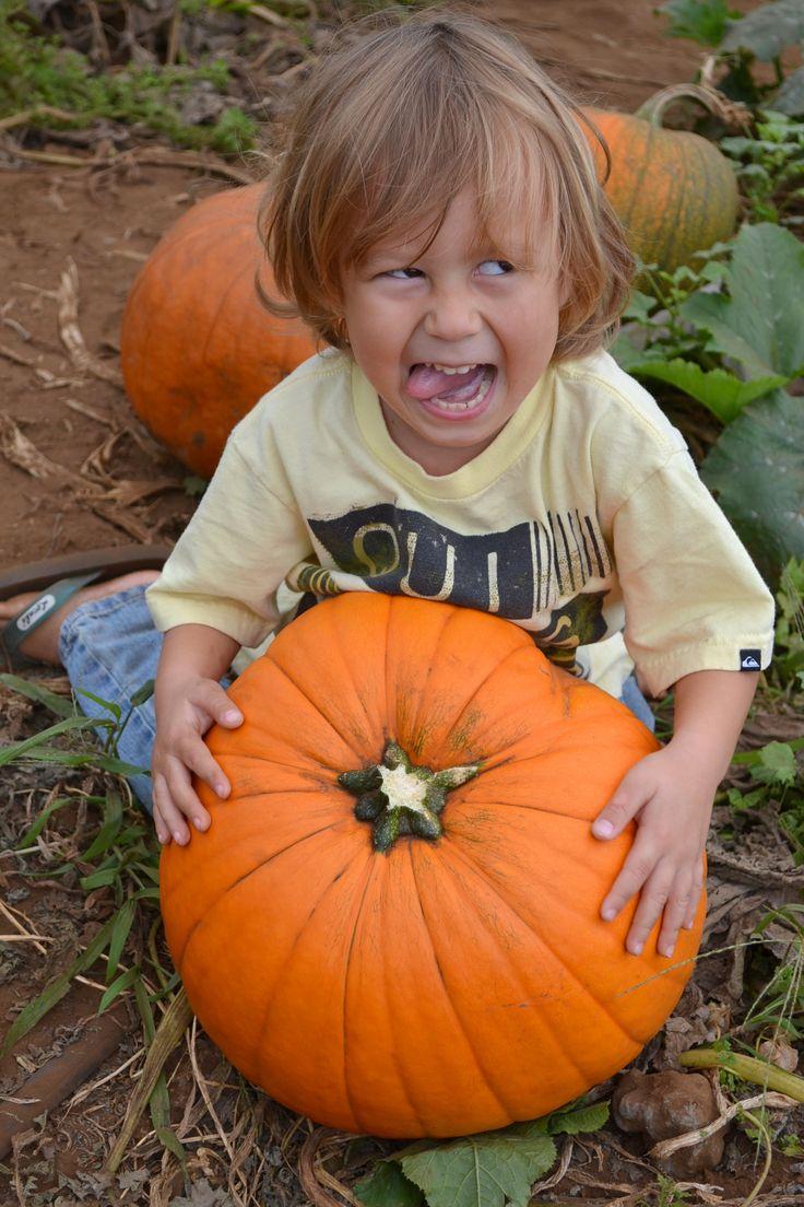 Calabazas de gran tamaño