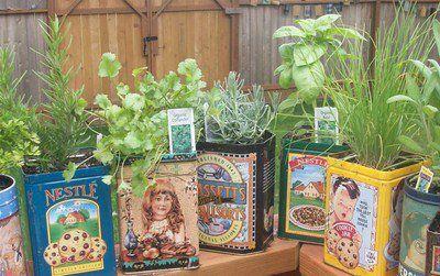 Latas metálicas con plantas aromáticas