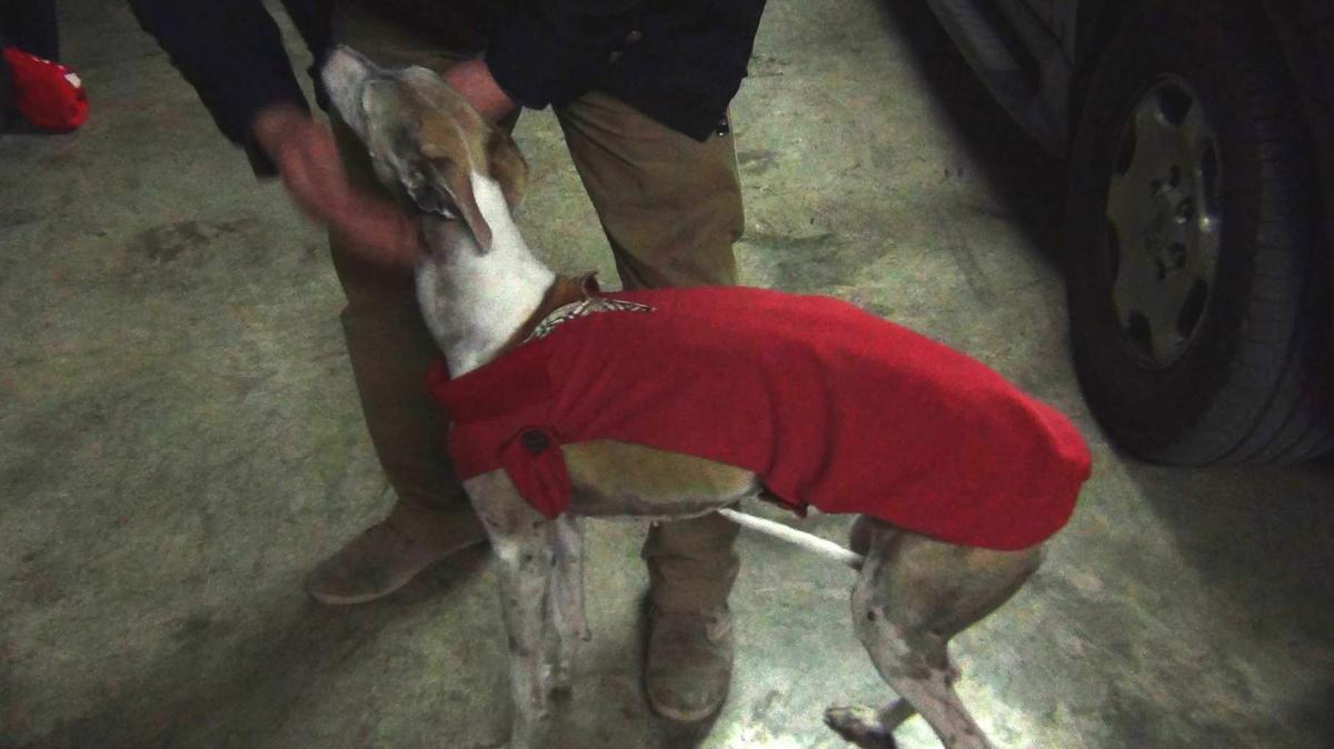 DSC03089-300x169 Un sueter para mi galgo