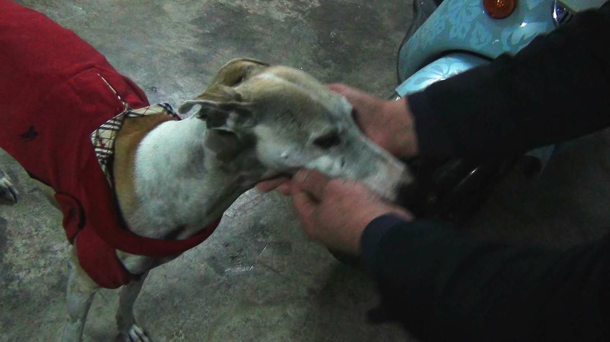 DSC03094-300x169 Un sueter para mi galgo