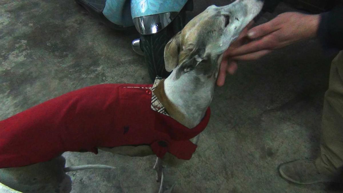 DSC03091-300x169 Un sueter para mi galgo