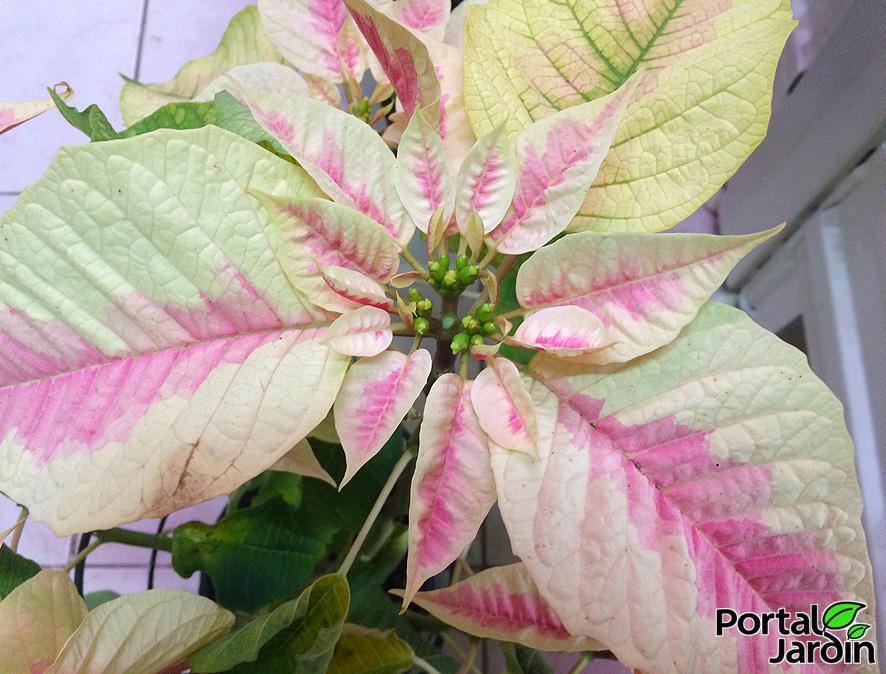 Poinsettia Flor de Pascua Portal Jardín