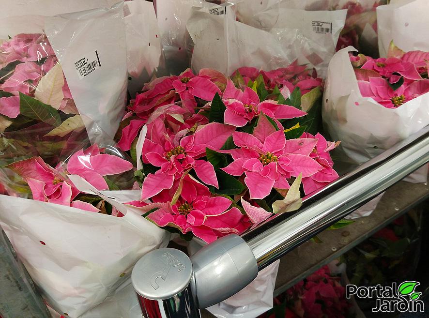 Poinsettia Flor de Pascua Portal Jardín