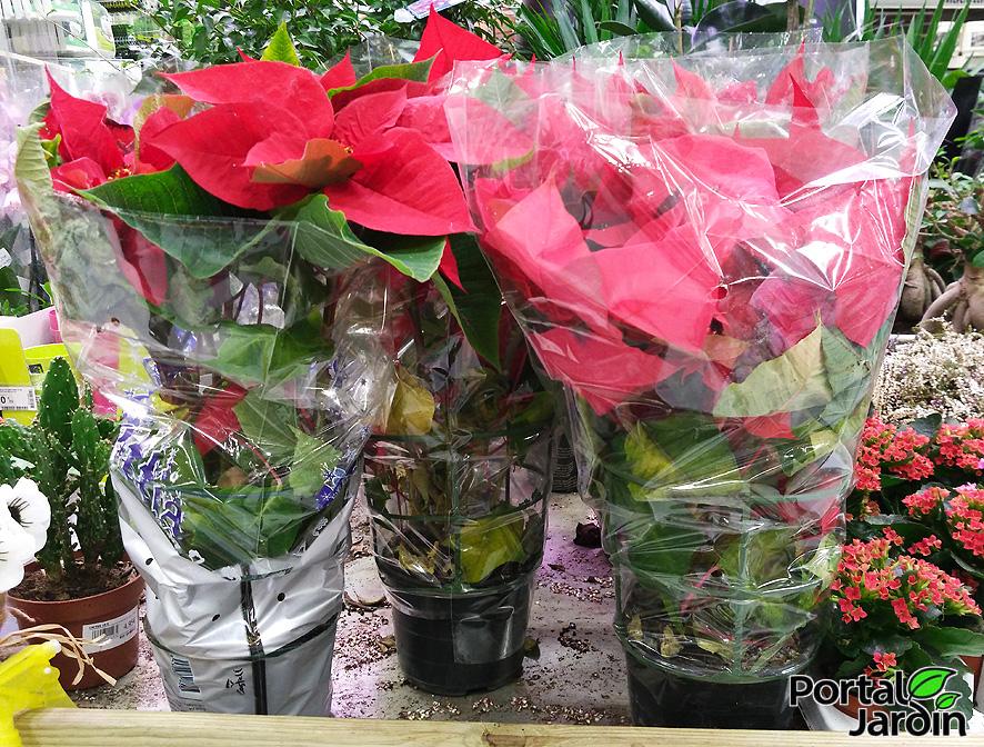 Poinsettia Flor de Pascua Portal Jardín