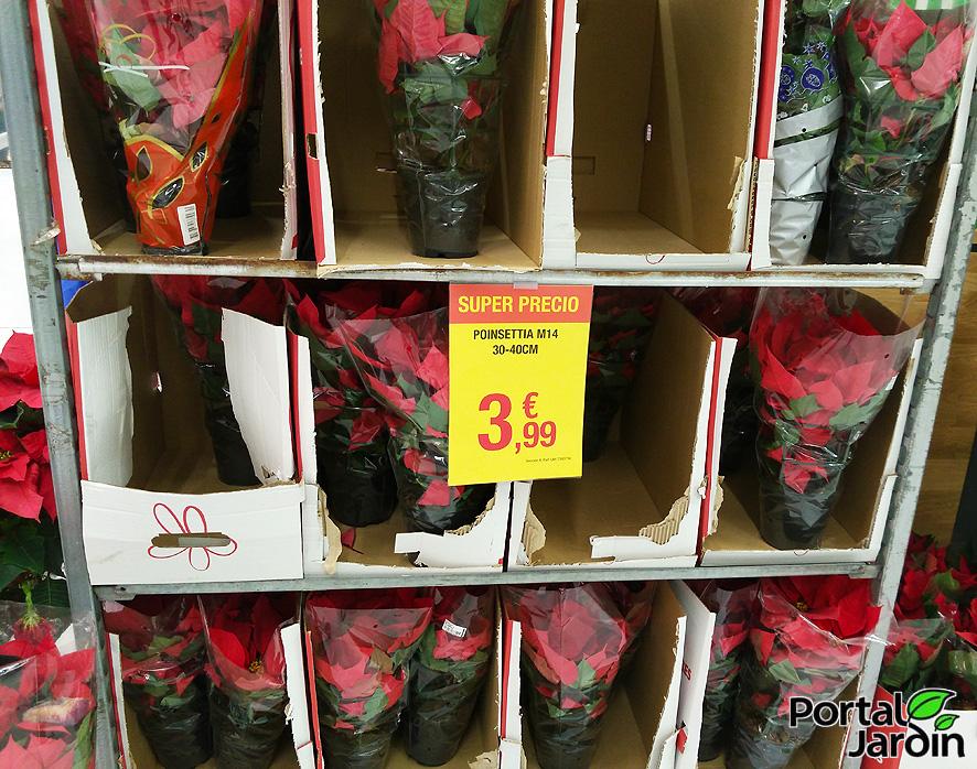 Poinsettia Flor de Pascua Portal Jardín