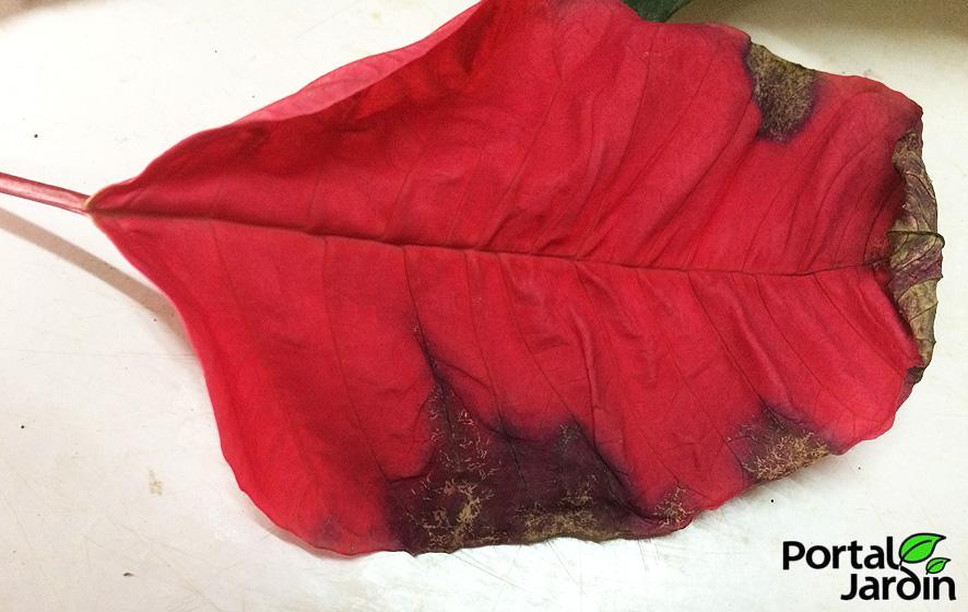 06-poinsettia-portal-jardin