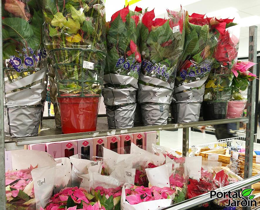 Poinsettia Flor de Pascua Portal Jardín